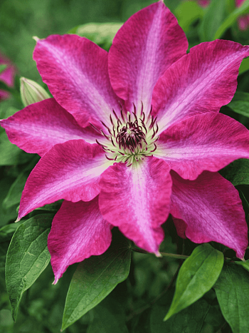 Клематис Viva Polonia