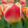 Тюльпан Candy Corner