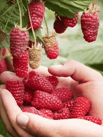 Малина обыкновенная Przehyba