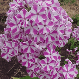 Флокс метельчатый Мишенька