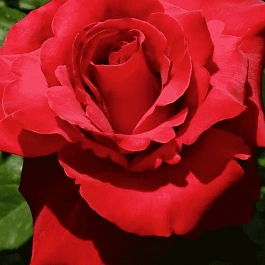 Роза грандифлора Валентина