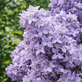 Сирень обыкновенная Воспоминание о Павловске