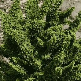 Кипарисовик тупой Teddy Bear