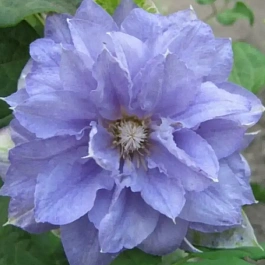 Клематис гибридный Mazury