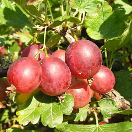 Крыжовник Раволт