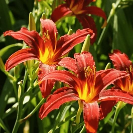 Лилейник Sammy Russell