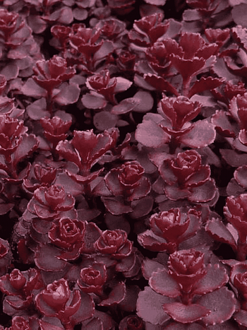 Очиток гибридный Mahogany red