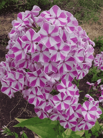 Флокс метельчатый Мишенька