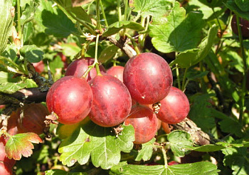 Крыжовник Раволт