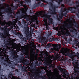 Гейхера Black Pearl