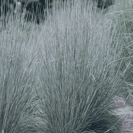 Схизахириум метельчатый