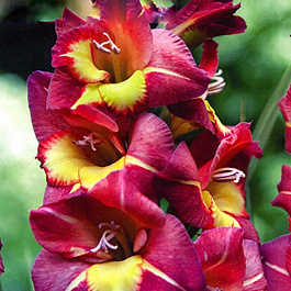 Гладиолус Бамбино Васто