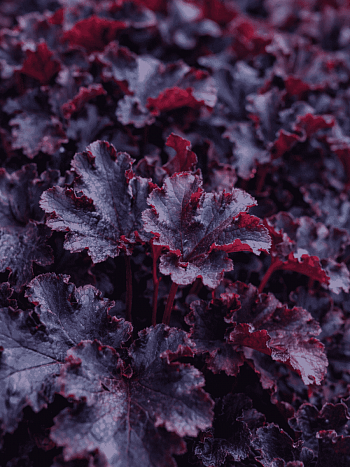 Гейхера Black Pearl