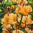 Лилия Apricot Fudge