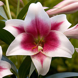 Лилия ЛО-гибрид Триумфатор НАБОР 2ШТ (2+2)