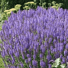 Шалфей дубравный Blaukonigin