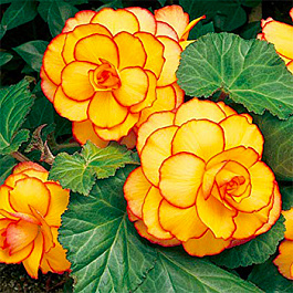 Бегония Клубневая Picotee Yellow Red