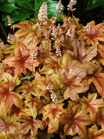 Гейхерелла Brass Lantern