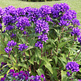 Колокольчик (Кампанула) скученный Speciosa