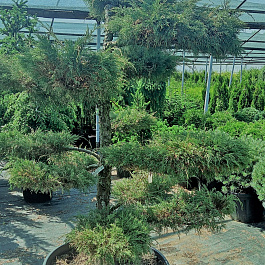 Можжевельник виргинский Хетс (бонсай)