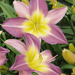 Лилейник Nile Crane