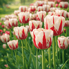 Тюльпан Portofino-Maureen