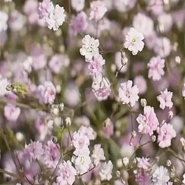 Гипсофила тихоокеанская Pink 
