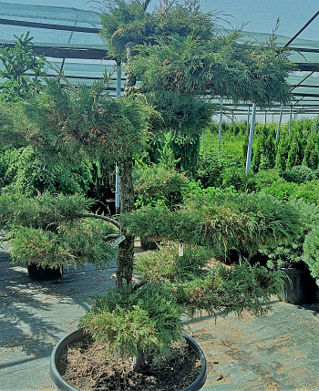 Можжевельник виргинский Хетс (бонсай)