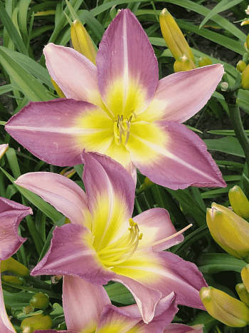 Лилейник Nile Crane