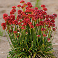 Армерия ложноармерия Ballerina Red