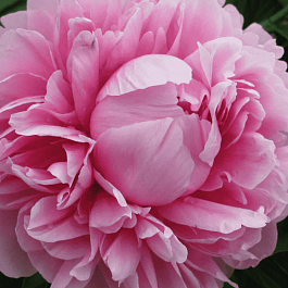 Пион Молочноцветковый Bess Bockstoce