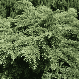 Можжевельник виргинский Hetz