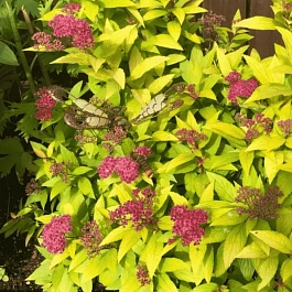 Спирея японская Candlelight