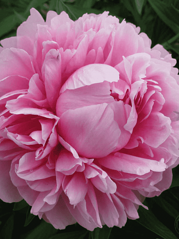 Пион Молочноцветковый Bess Bockstoce