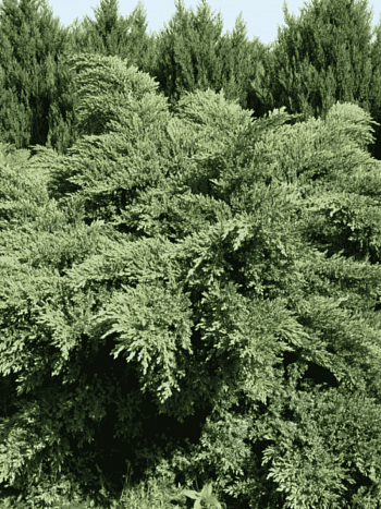 Можжевельник виргинский Hetz