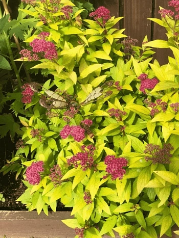 Спирея японская Candlelight