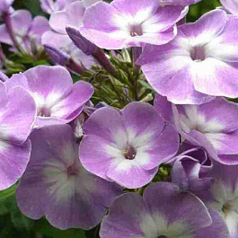 Флокс метельчатый Katherine