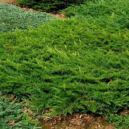 Можжевельник казацкий Бродмур