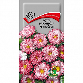 Астра Баронесса Красно-белая