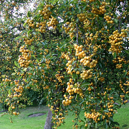 Яблоня декоративная Голден Хорнет