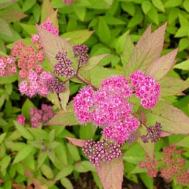 Спирея японская Зигунерблют