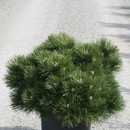 Сосна черная Хорнибрукиана