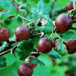 Крыжовник обыкновенный Сириус
