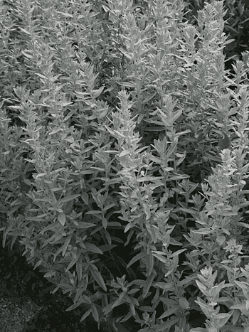 Полынь Пурша