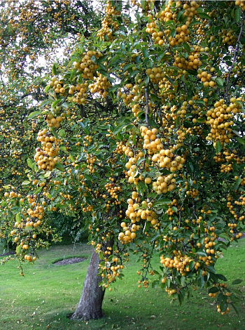 Яблоня декоративная Голден Хорнет