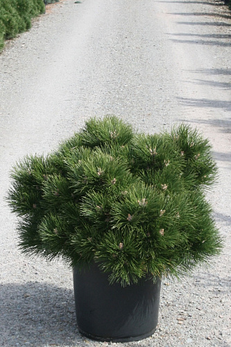 Сосна черная Хорнибрукиана