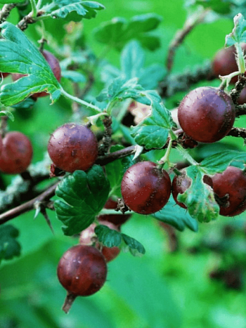 Крыжовник обыкновенный Сириус