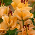 Лилия Apricot Fudge