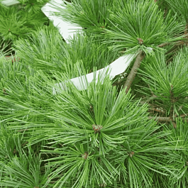 Сосна Веймутова Ontario