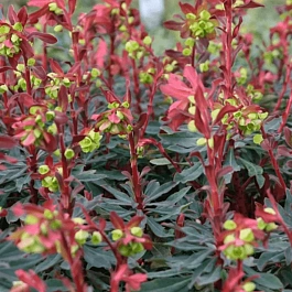 Молочай миндалевидный Purpurea